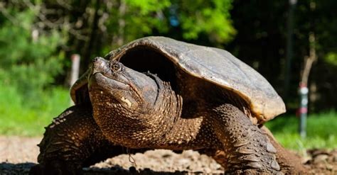 Alligator Snapping Turtle vs Common Snapping Turtle: What Are The ...