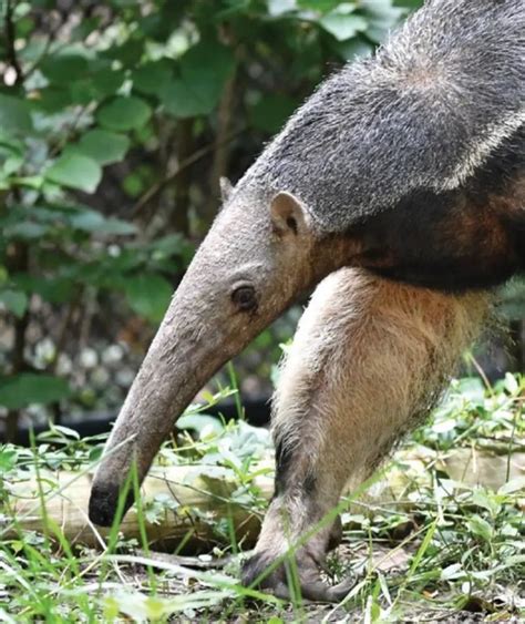 35 Awesome Anteaters Facts