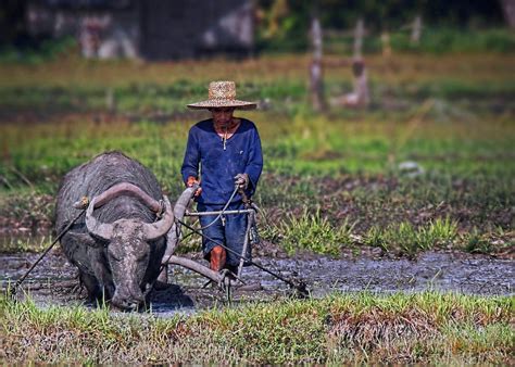 Rice tariffication to impoverish Filipino farmers more, Congress warned ...