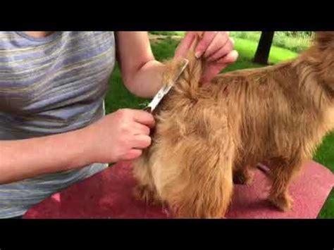 Australian Terrier Grooming - YouTube