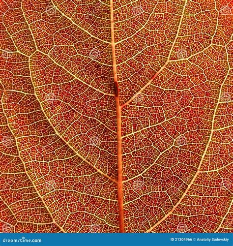 Red autumn leaf background stock photo. Image of closeup - 21304966