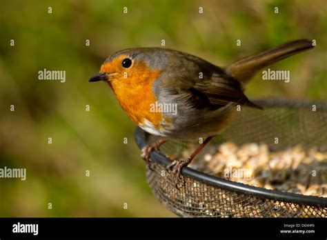 Robin on bird feeder Stock Photo - Alamy