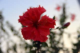 red Hibiscus | Israel Nature Photography by Ary | Flickr