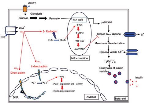 Beta Glucose Diagram