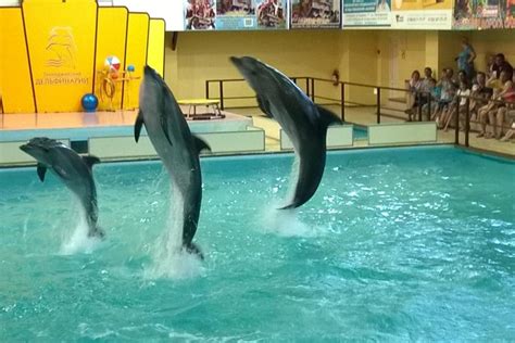 2024 (Gelendzhik) Gelendzhik Dolphinarium Admission Ticket