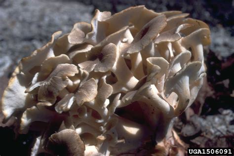 polypore fungus (Polyporus umbellatus)