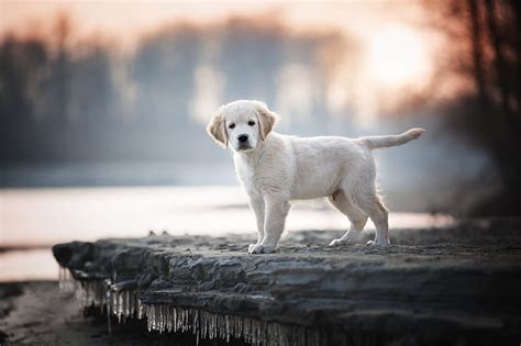 HD wallpaper: Dogs, Labrador Retriever, Baby Animal, Depth Of Field, Pet | Wallpaper Flare