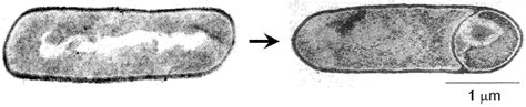 Spore formation in Bacillus subtilis