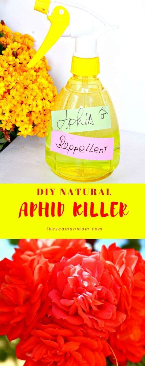 NATURAL DIY APHID REPELLENT- Getting rid of aphids in your garden doesn’t have to involve toxic ...