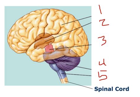 Brain Regions Diagram | Quizlet