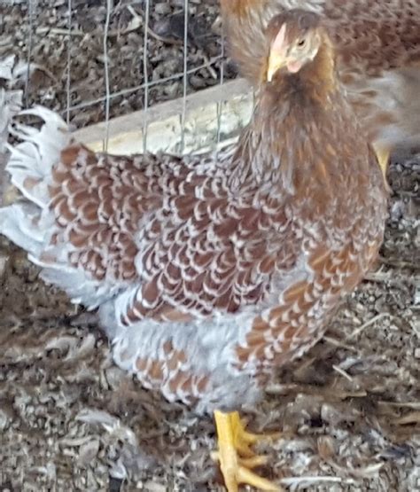 Splash Laced Red Wyandotte Chicken For Sale | Cackle Hatchery®