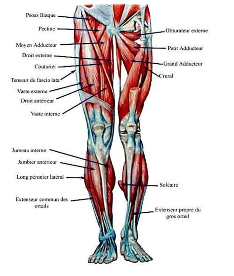 Exercices pour muscler les jambes | Anatomía, Músculos del cuerpo humano, Anatomia musculos