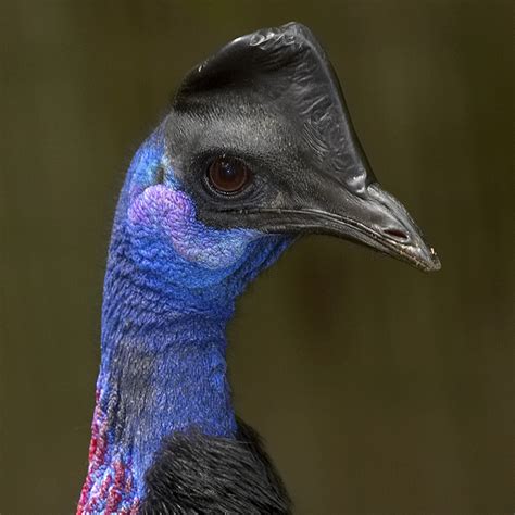 Dwarf Cassowary - WildArk