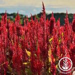 Forest Fire Celosia Seeds | Open Pollinated, Annual Flower Seeds | True ...