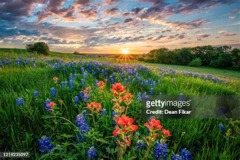 157 Bluebonnets And Indian Paintbrushes Stock Photos, High-Res Pictures ...