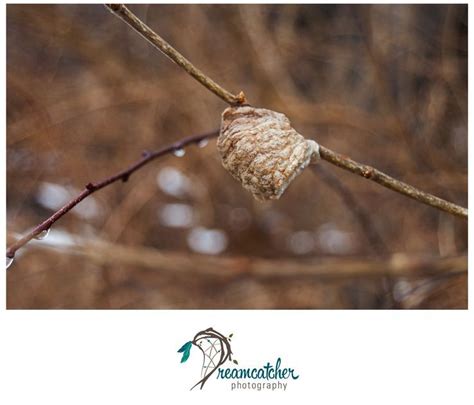 Praying Mantis Eggs www.nicdreamcatcher.com ©Nicole Iagnemma | Dreamcatcher photography, Nature ...