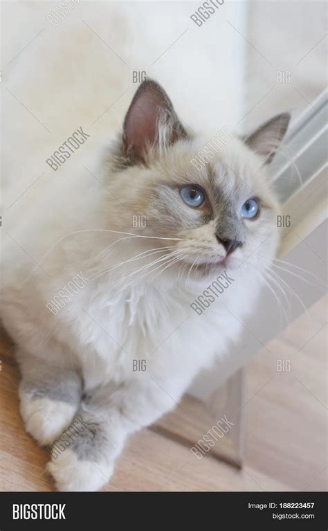 Cute Persian Munchkin Image & Photo (Free Trial) | Bigstock