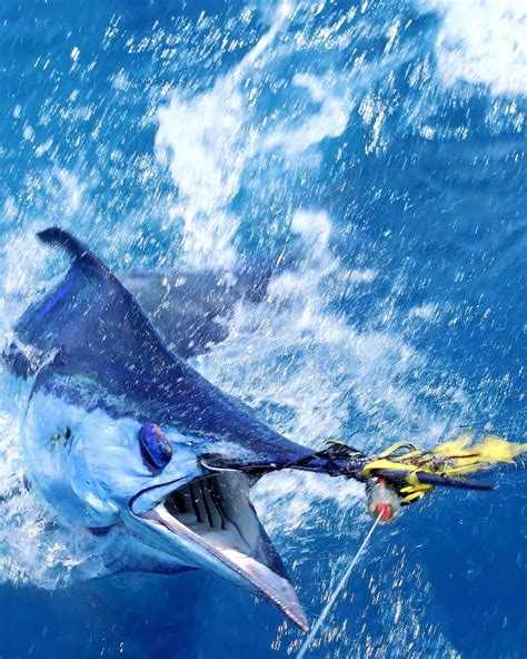 Join the Conservation Efforts to Save the Western Atlantic Blue Marlin ...