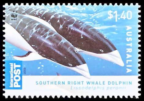 Southern Right Whale Dolphin – "OCEAN TREASURES" Memorial Library