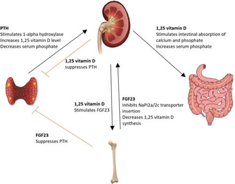 Disorders of phosphate metabolism | Journal of Clinical Pathology