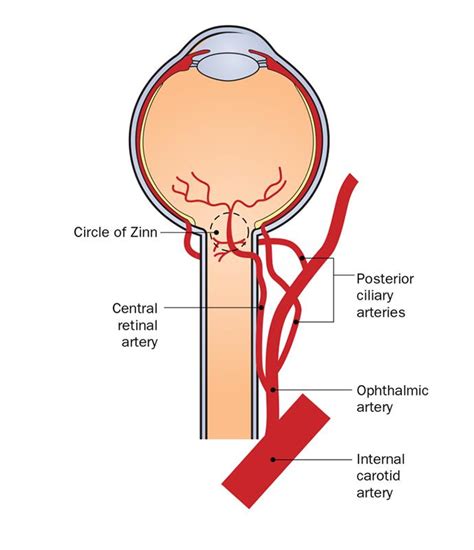 Central Retinal Artery Occlusion Anatomy