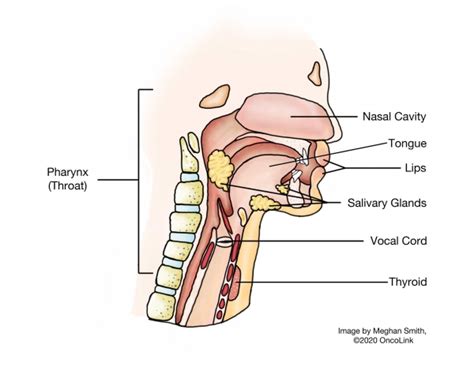 Hypopharyngeal (Lower Throat) Cancer: Staging and Treatment | OncoLink