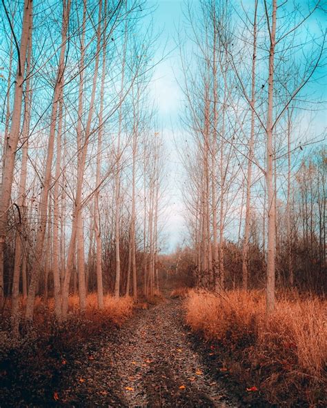 Free picture: forest, autumn season, forest path, autumn, pathway, landscape, winter, wood, tree ...