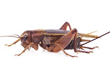 The 10 Weirdest Facts About Crickets | Assured Environments