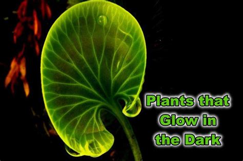 Plants that Glow in the Dark (Bioluminescent Plants Explained)