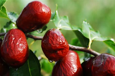 Jujube Fruit | Chinese Date | How to Eat It and What it Tastes Like