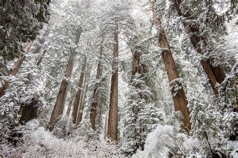 Wild weather brings snow to the coast redwoods | Save the Redwoods League