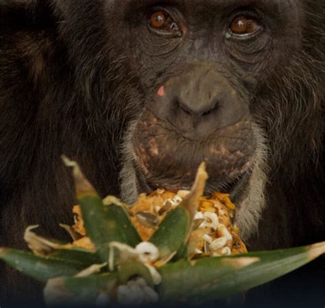 Chimp Life | Save the Chimps