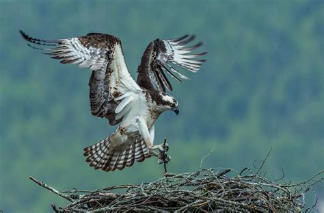 Photos: Best Wildlife Photography 2020 | Canadian Geographic