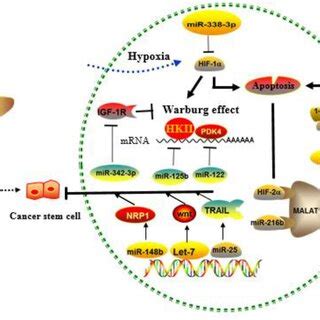 Role of cancer stem cells (CSCs), hypoxia, and the Warburg effect... | Download Scientific Diagram