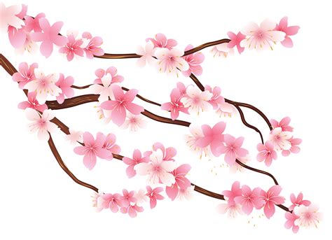 Clip Art Cherry Blossom Transparent Background / Japan Cherry blossom ...