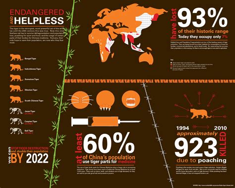 Infographic I made based on endangered tigers statistics. | Endangered tigers, Animal articles ...