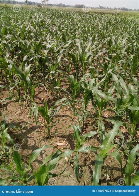 The Cultivation of Corn in Nepal Stock Photo - Image of maizefarming ...