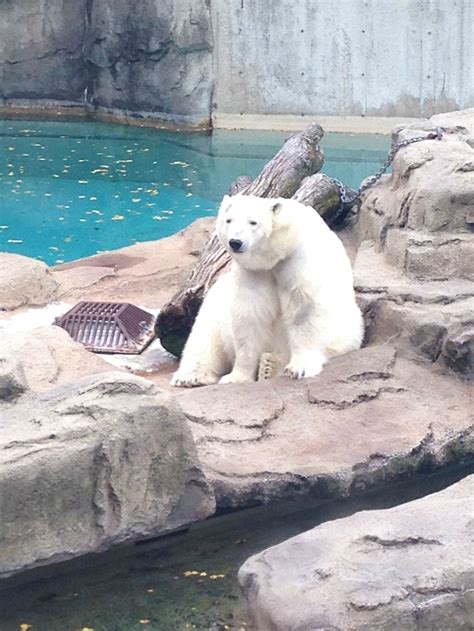 Lincoln Park Zoo, Chicago, IL POLAR BEARS!!!! : r/polarbears