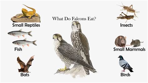 What Do Falcons Eat? - Feeding Nature