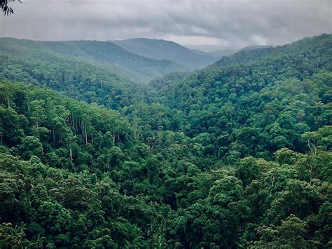 Seberapa Hijau Bumi Kita Saat Ini? Syukurnya Hutan Indonesia Masuk ...