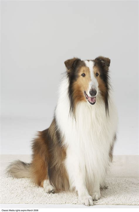 How Many Different Dogs Played Lassie - Play