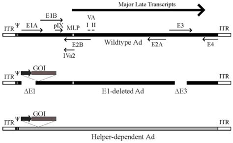 Schematic of the adenovirus genome and adenovirus-based vectors. Top ...