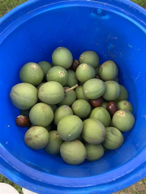 Shea: The Mother of all African Trees — LivingTheAncestralWay