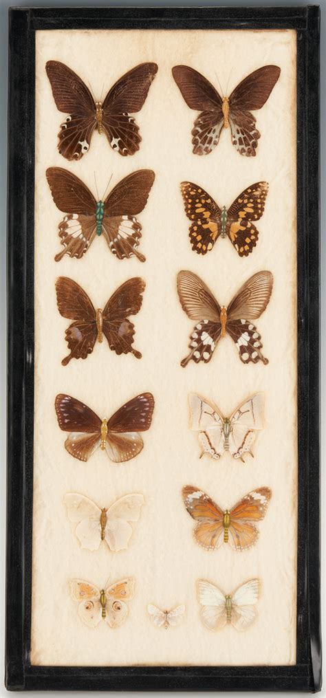 Lot 1163: 4 Framed Butterfly Specimen Collections | Case Auctions