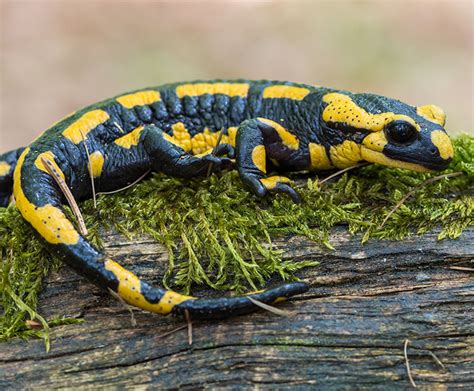 Fire salamander | San Diego Zoo Wildlife Explorers