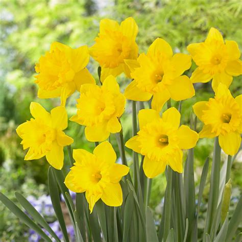 Garden State Bulb Daffodil King Alfred Bulbs (100-Count/Pack)-HOF18-10 - The Home Depot