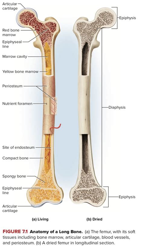 Describe the Structure of a Typical Long Bone - FelicitykruwBender