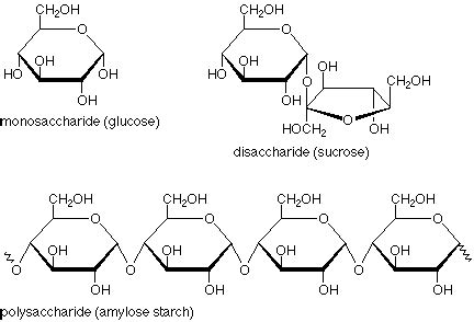 Chemical and Physical Properties of Polysaccharides in Cooking