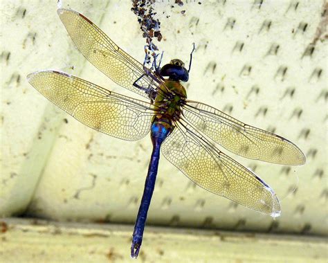 My Florida Backyard: Blue Tail Fly