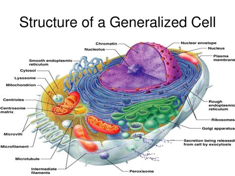 human anatomy, ch 3, cells and tissues Diagram | Quizlet